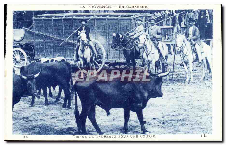 provence En Camargue CPA Taureaux Triage de taureaux pour une course
