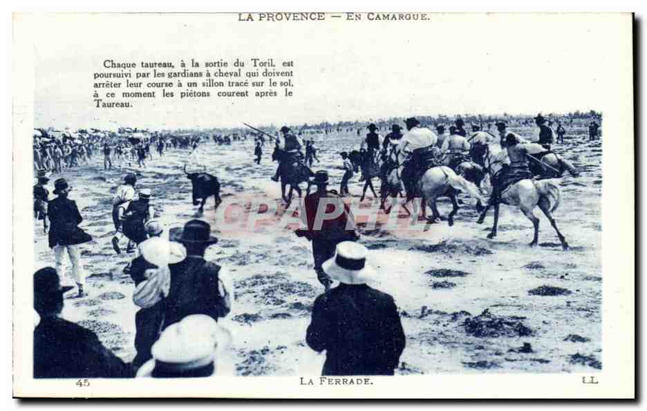 provence En Camargue CPA Taureaux La ferrade