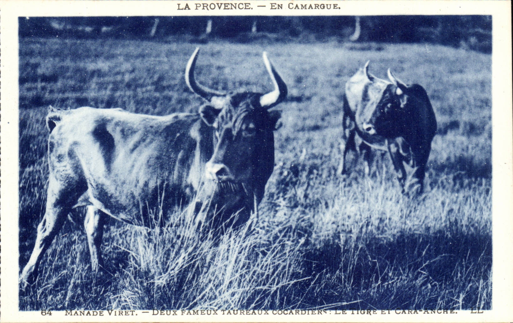 provence En Camargue CPA Taureaux Manade Viret Deux fameux taureaux cocardiers Le tigre et Cara Anche