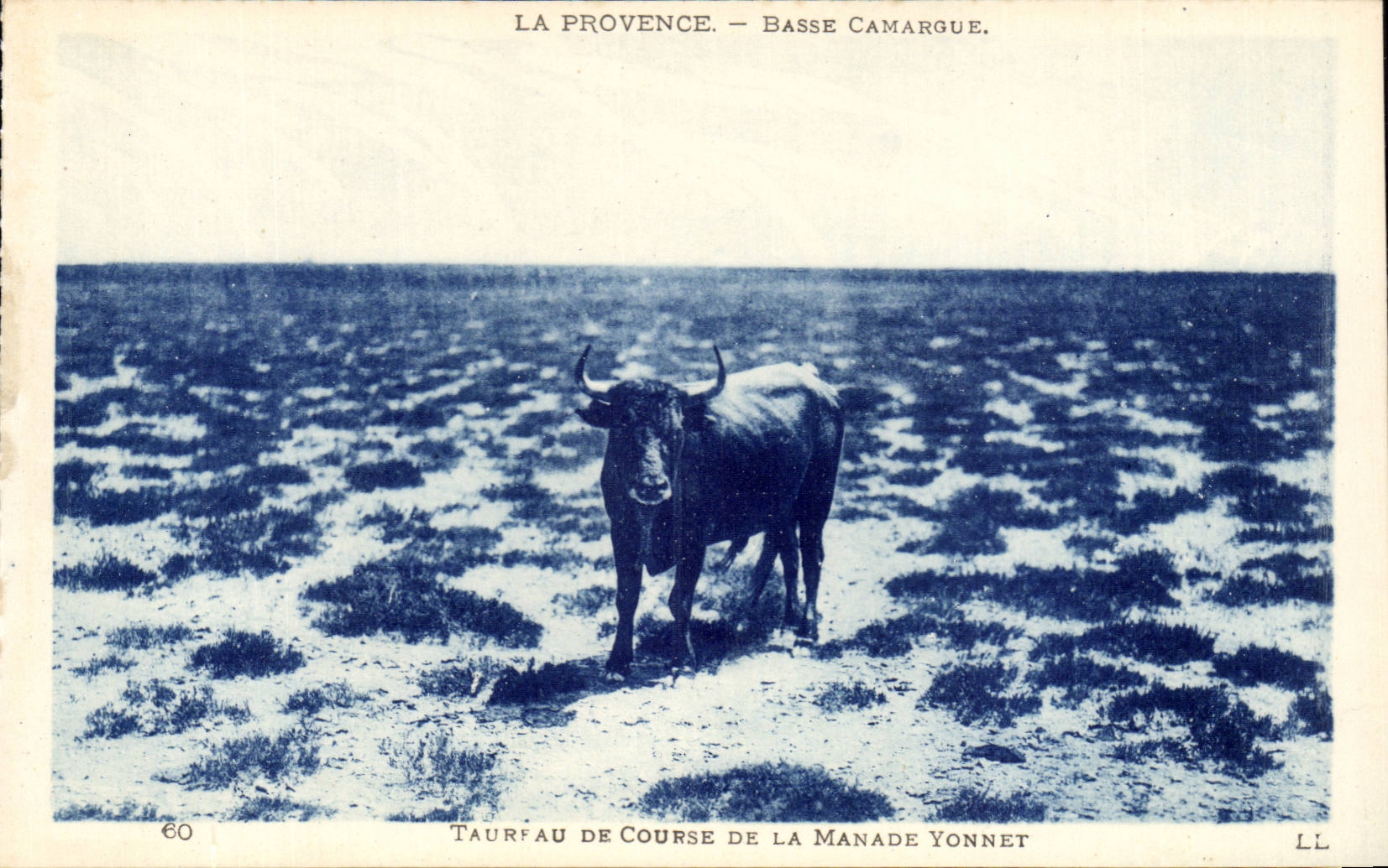 provence En Camargue CPA Taureaux Taureux de course de la manade Yonnet