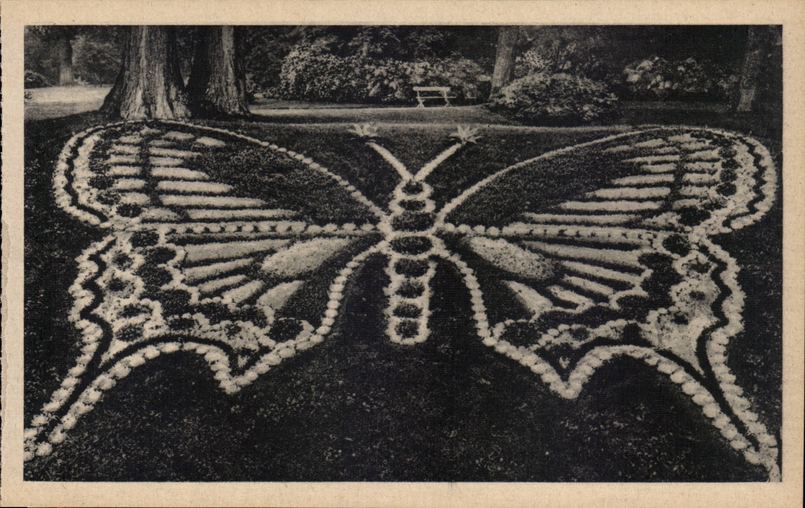 Rouen CPA Le papillon du jardin des plantes (butterfly)