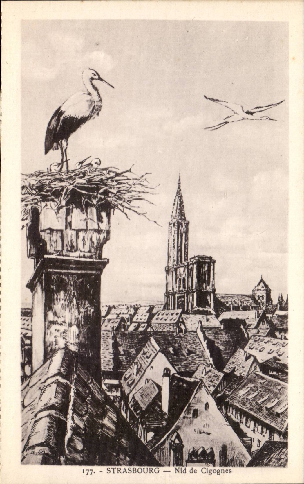Strasbourg CPA Nid de cigognes