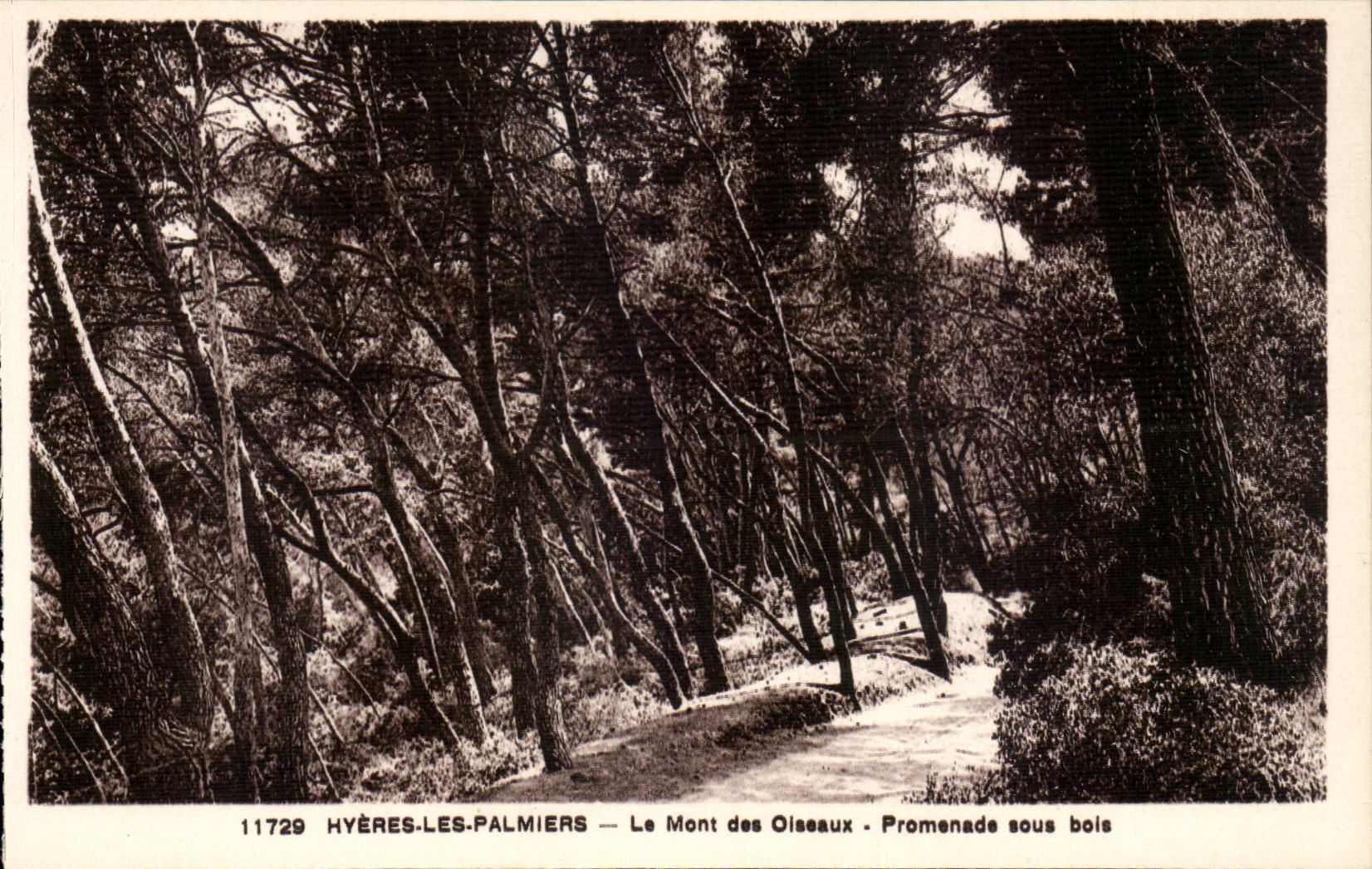 Hyères-les-Palmiers — Le Mont des Oiseaux — Promenade unter Bäumen — Verlag ADIA IMP. NICE, n° 11729