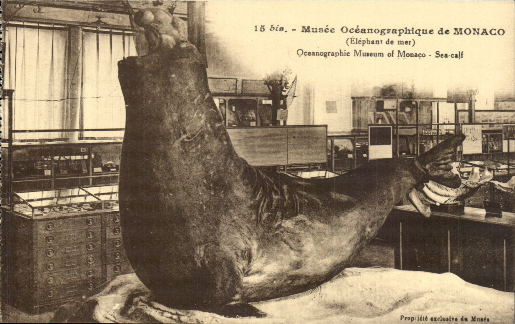 Musée Océanographique de Monaco — Éléphant de mer — J. Gilletta & Cie, Nice