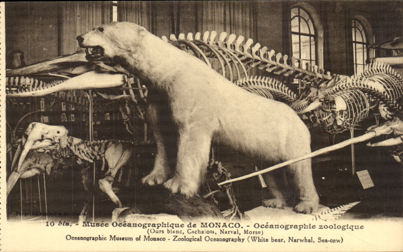Monaco CPA Musee oceanographique Zoologique Ours blanc White bear Cachalots narval morse