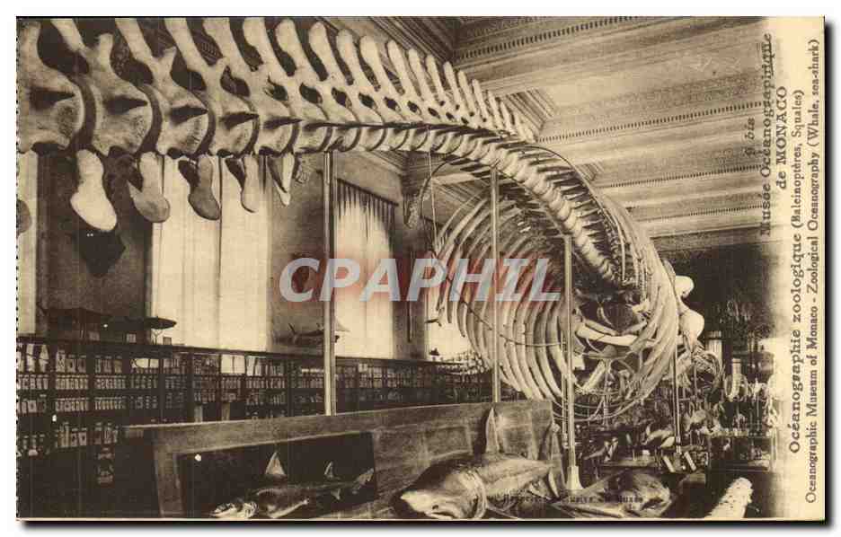 Squelette de baleine — Musée Océanographique de Monaco — éditeur J. GILLETTA et Cie, Nice