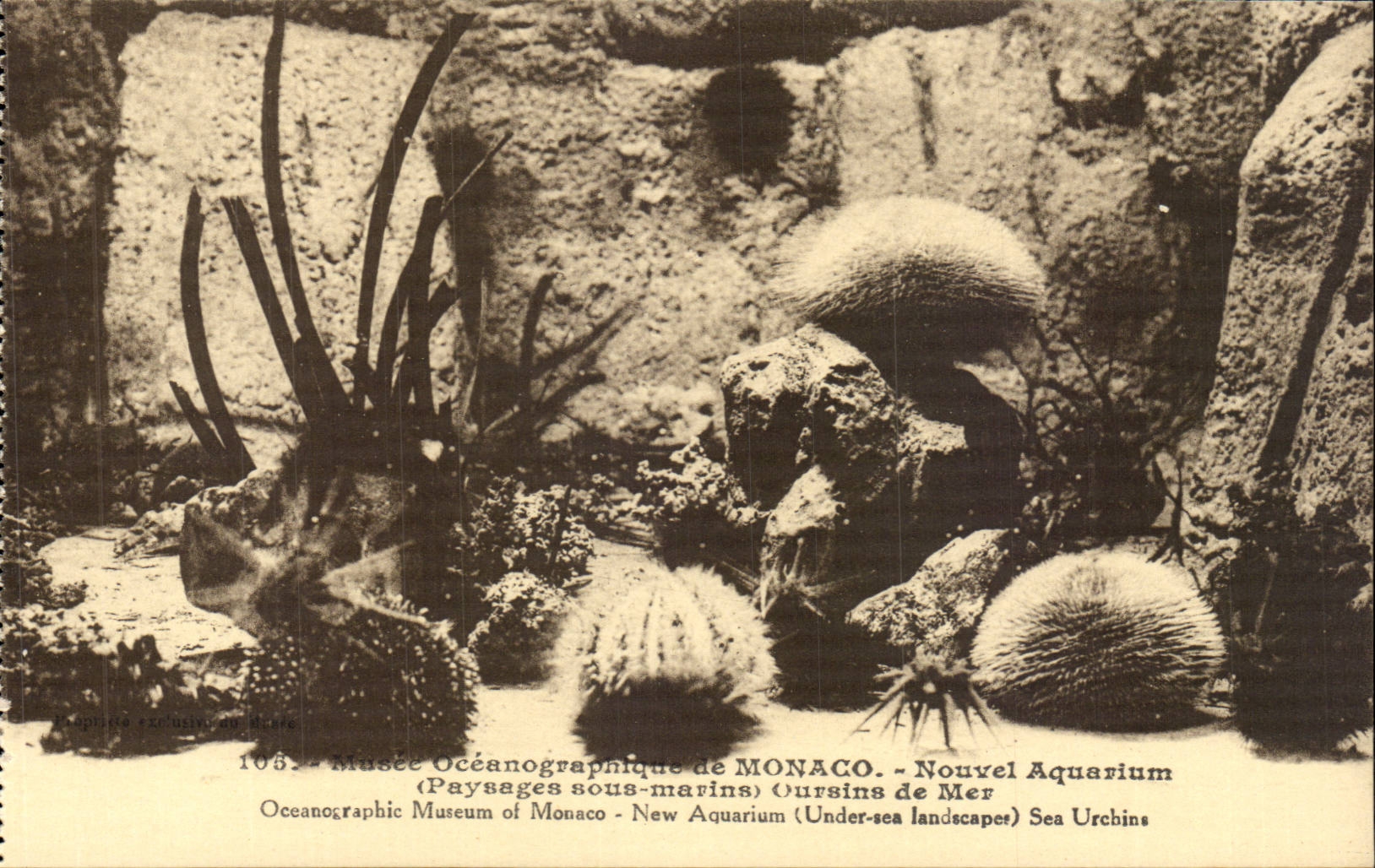 Monaco CPA Musee oceanographique Zoologique Nouvel aquarium
