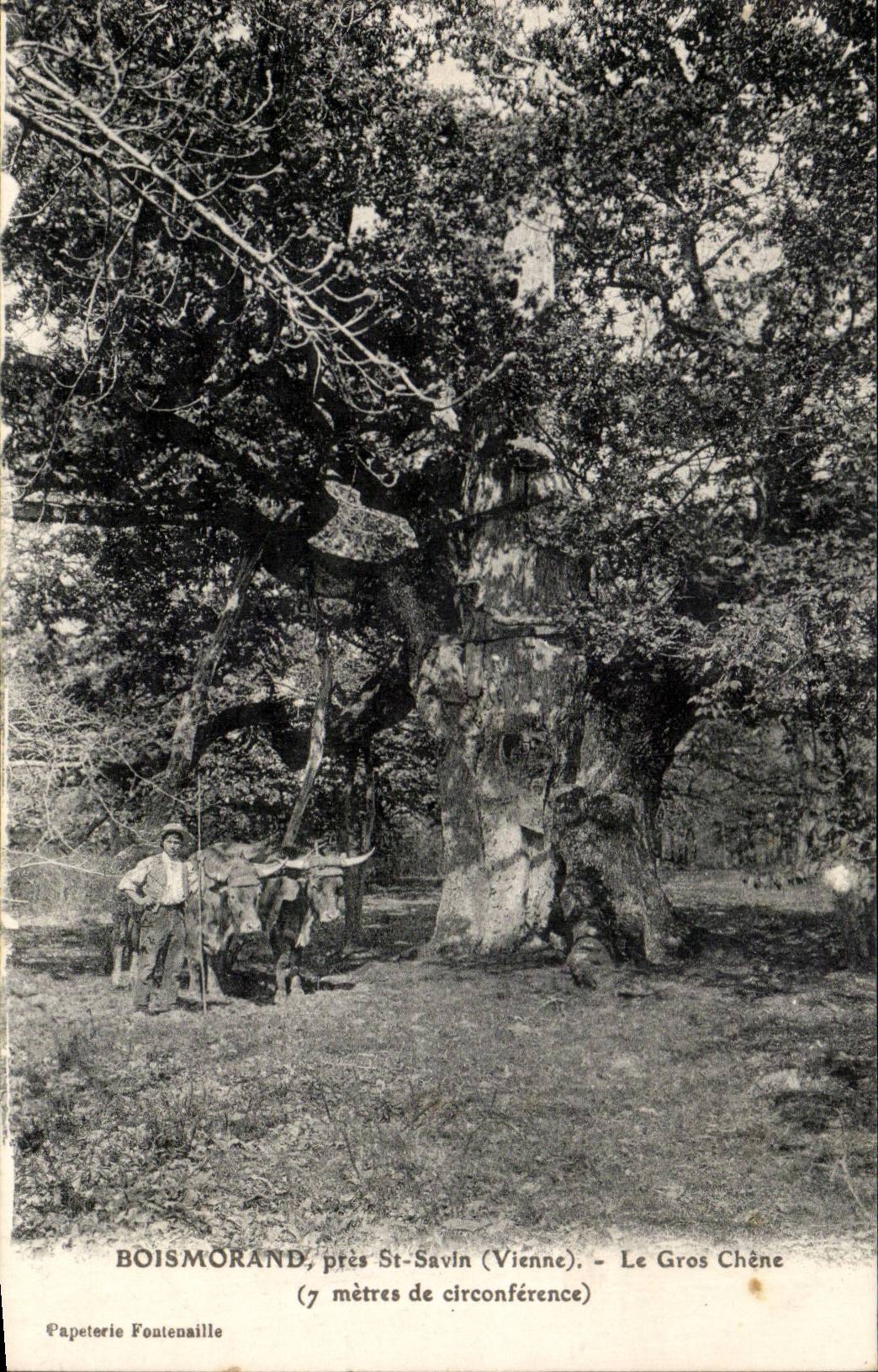 Boismorand, près St-Savin (Vienne) — Le Gros Chêne (7 mètres de circonférence) — Papeterie Fontenaille