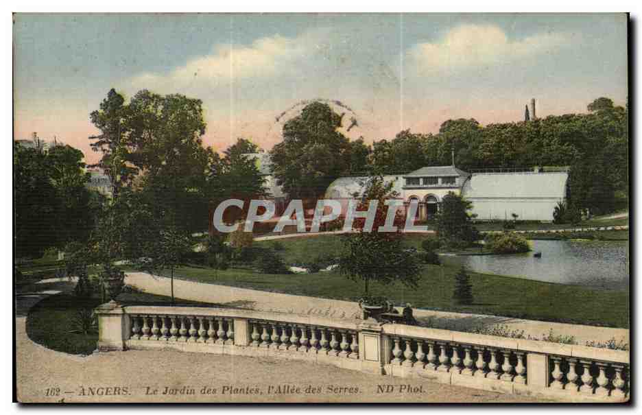 Angers - Le Jardin des Plantes - LAllee des Serres - CPA 