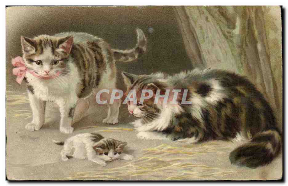 Animaux - Les Chats - Chaton - Cat with a bow as a coller CPA 