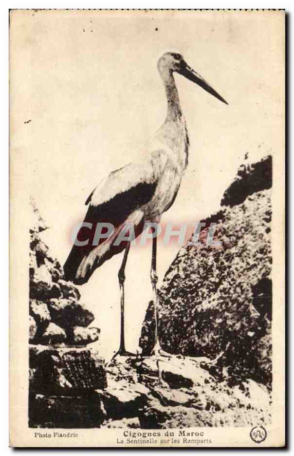 Maroc - Afrique - Africa - Cygognes du Maroc - Sentinelle sur les Remparts - Oiseaux - CPA 