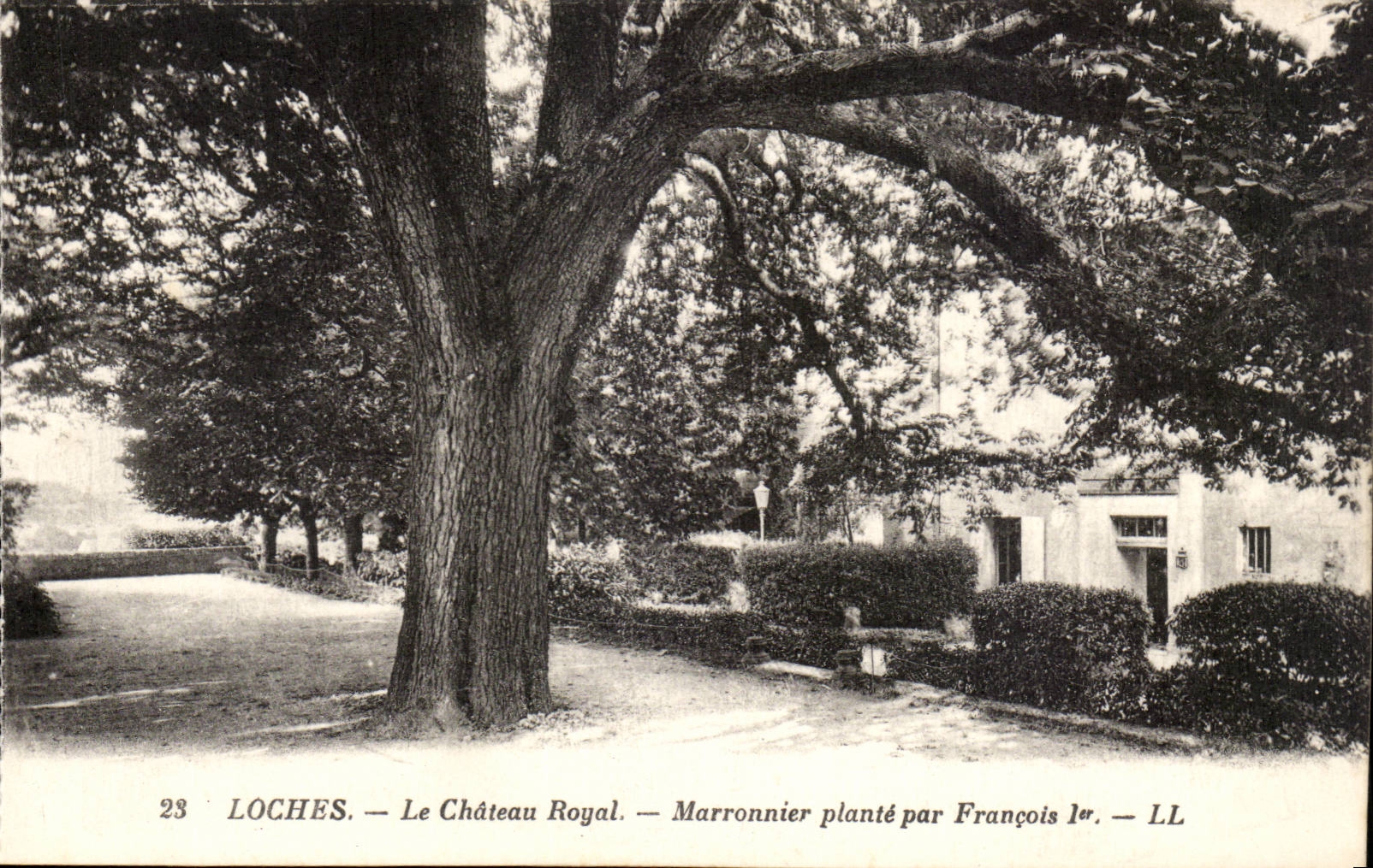 Loches - Le Chateau Royale - Marronnier plante par Francois 1 - CPA 