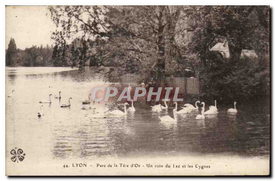 Lyon - Parc de la Tete d'Or - Un Coin du Lac et les Cygnes - CPA 
