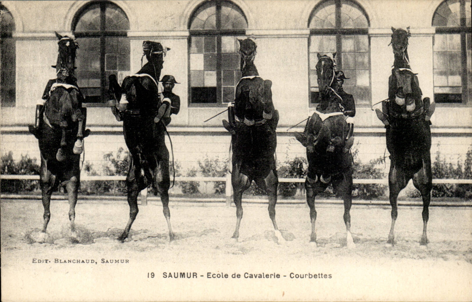 Saumur CPA Ecole de cavalerie Courbettes (cheval hippisme)
