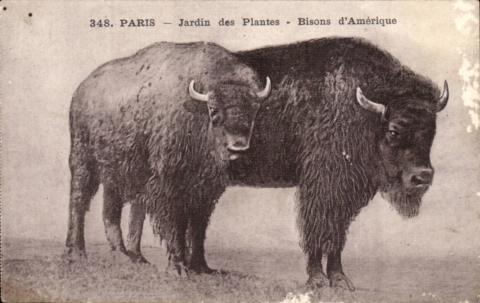 Paris - 5 - Jardin des Plantes - Bison d'Amerique - Buffalo CPA 