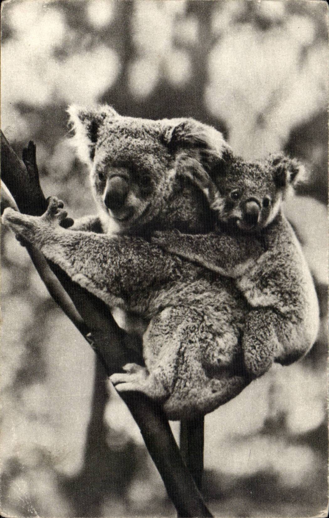 Paris - 8 - Comite National de l'Enfance - Femelle Koala et son Petit - 51 Avenue Franklin Roosevelt CPA 