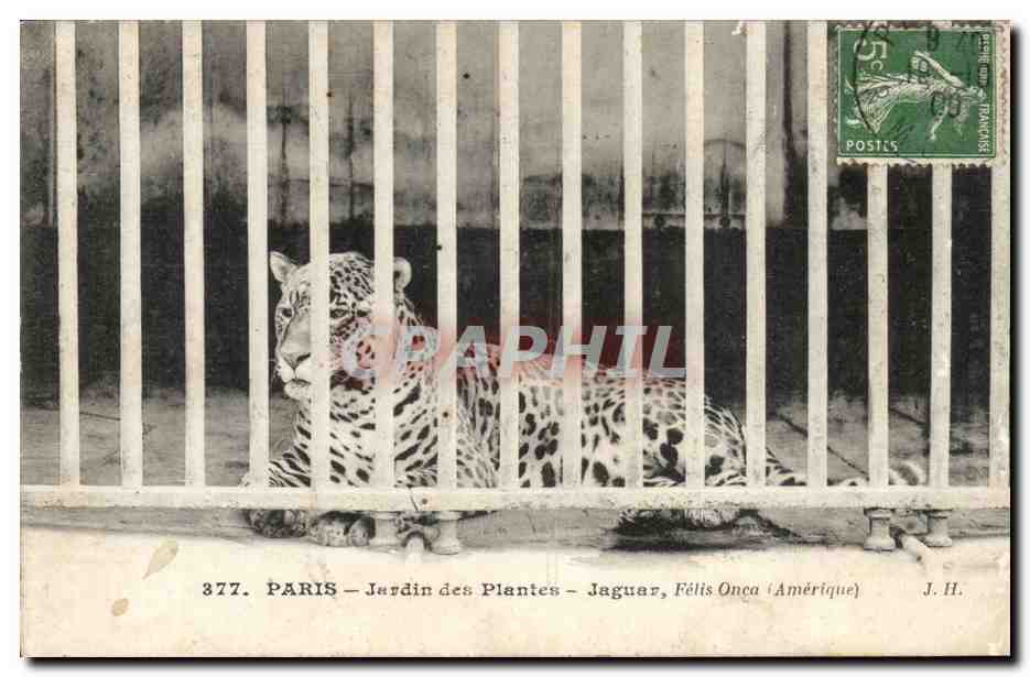 Paris - 5 - Jardin es Plantes - Jaguar - Chat - cat Felin - CPA 
