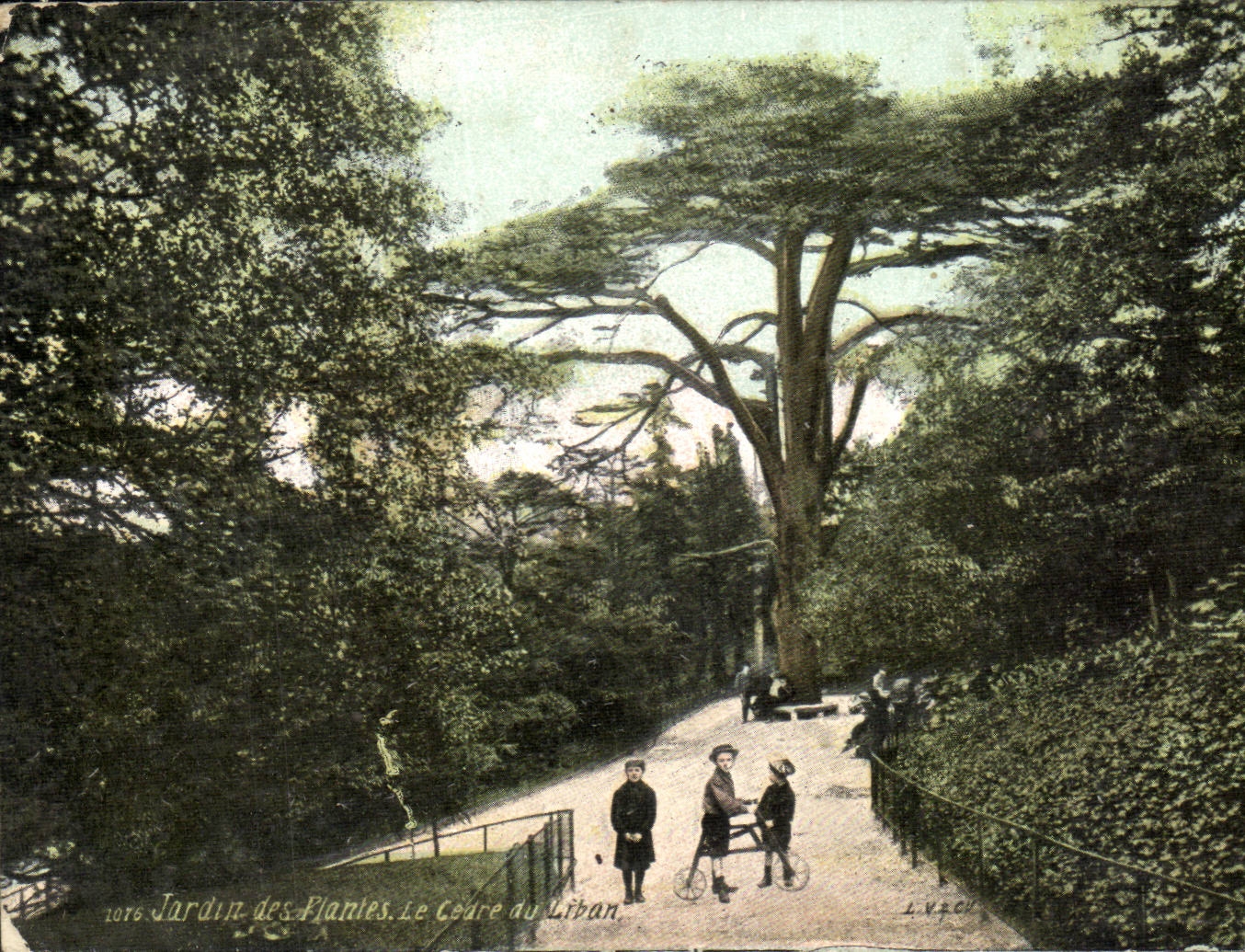 Paris - 5 - Le Cedre de Liban - Jardin des Plantes - Enfant - Tricycle velo - cyclisme CPA 