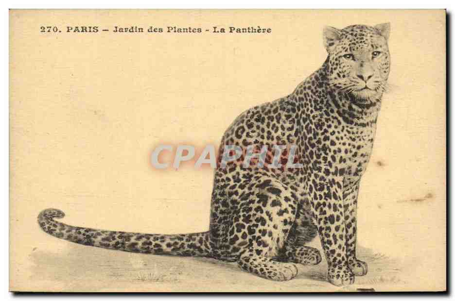 Paris 5 - Jardin des Plantes - La Panthere - Panther - Chat - Cat - CPA 