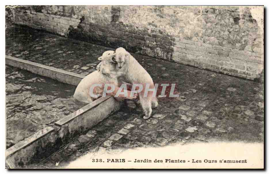 Paris 5 - Jardin des Plantes - Les Ours s'Amusent - bears - CPA bear ours