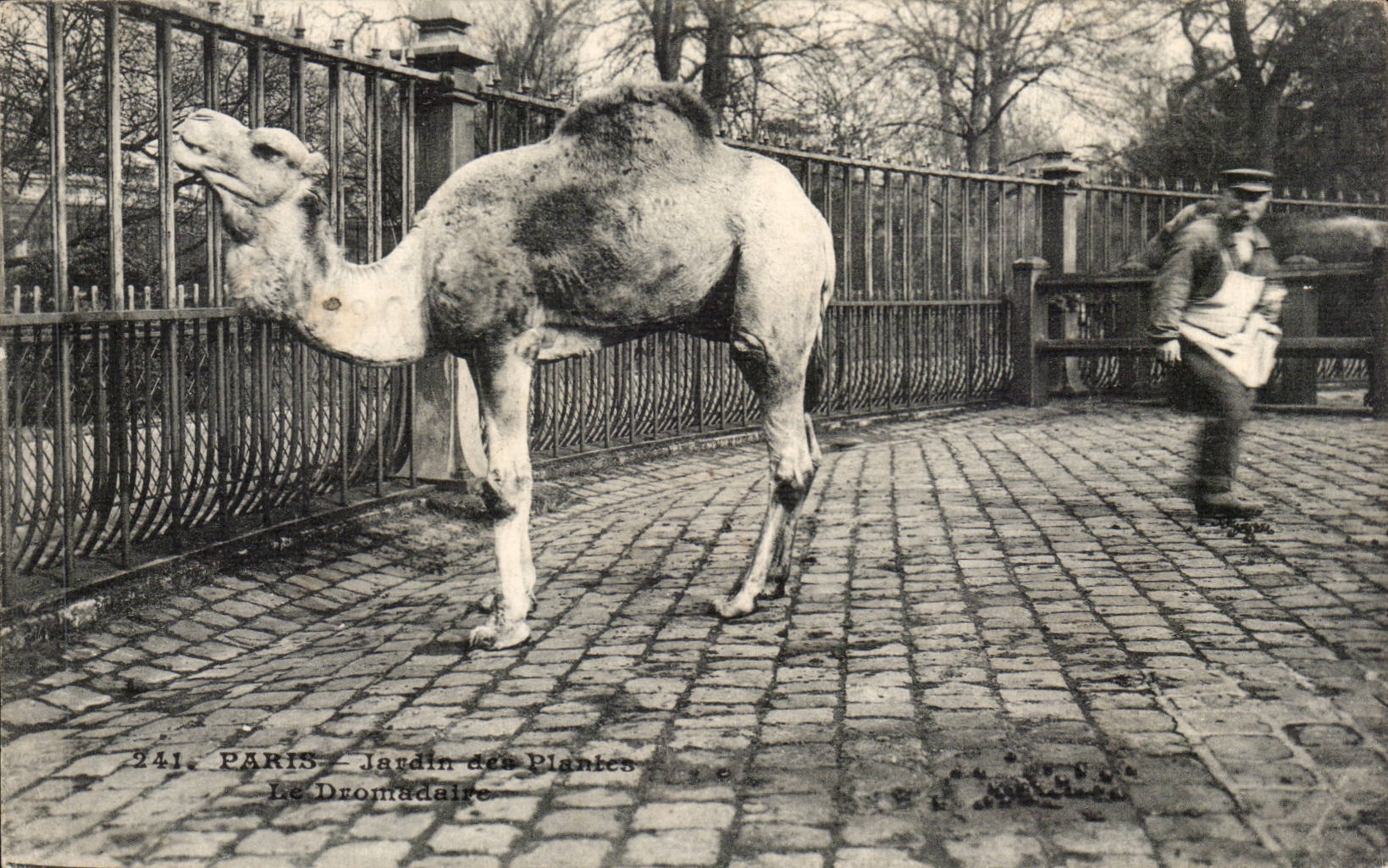 Paris 5 - Jardin des Plantes - Le Dromadaire - Camel - Chameau - CPA 