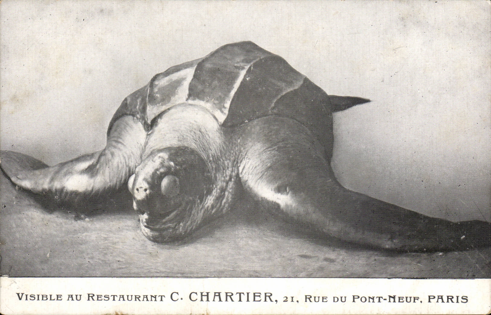 Paris 1 - 21 rue de Pont Neuf - Restaurant C Chartier - Tortue Geante - CPA 