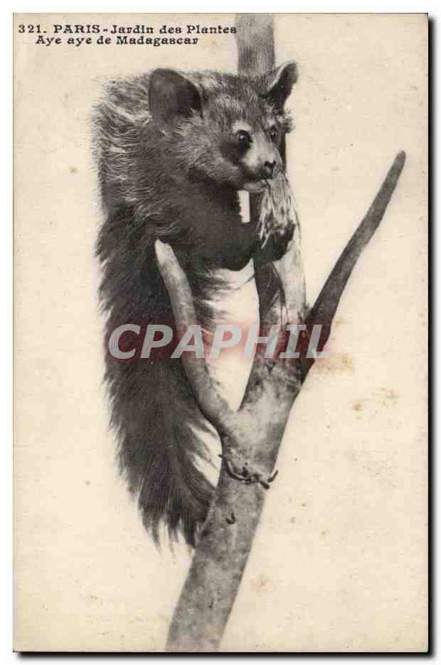 Paris 5 - Jardin des Plantes - Aye Aye de Madagascar - CPA 