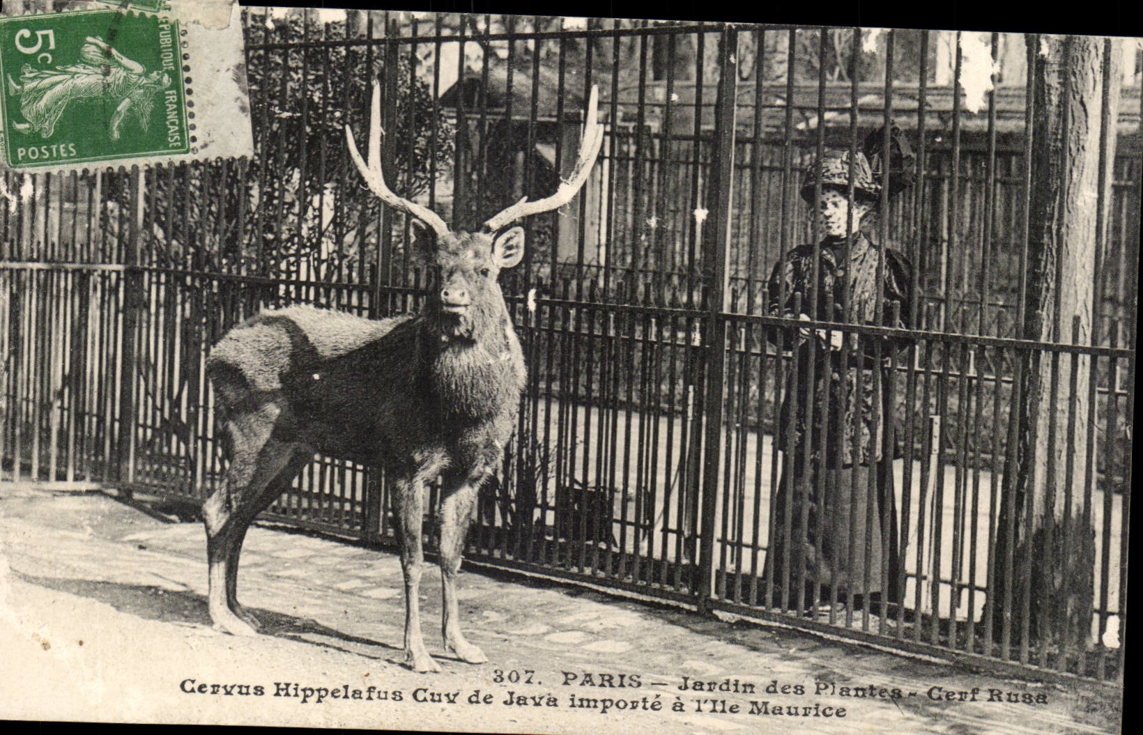 Paris - 5 - Jardin des Plantes - Cerf Rusa - deer CPA 