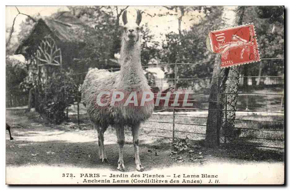 Paris - 5 - Jardin des Plantes - Le lama Blanc - White llama CPA 