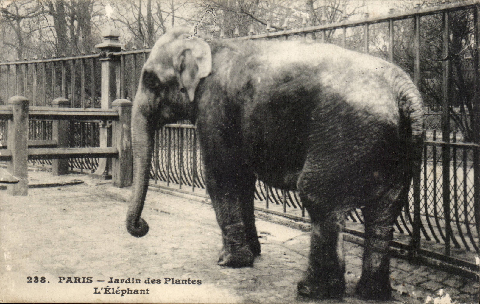 Paris - 5 - Jardin des Plantes - L'Elephant - CPA 