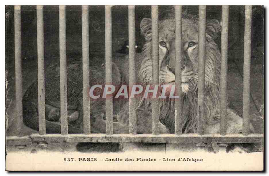 Paris - 5 - Jardin des Plantes - Lion d'Afrique - CPA 