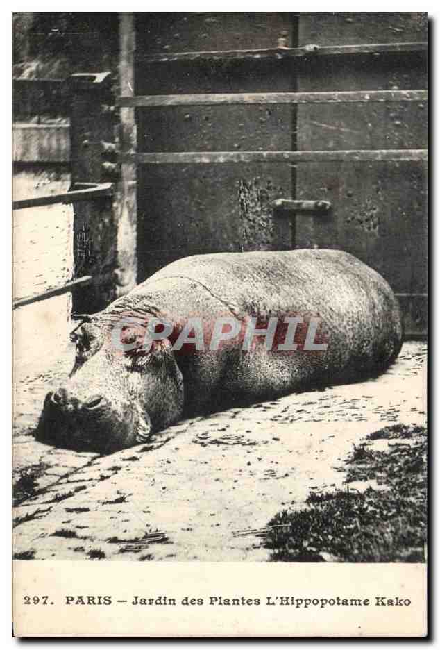 Paris - 5 - Jardin des Plantes - L'Hippopotame Kako - CPA 