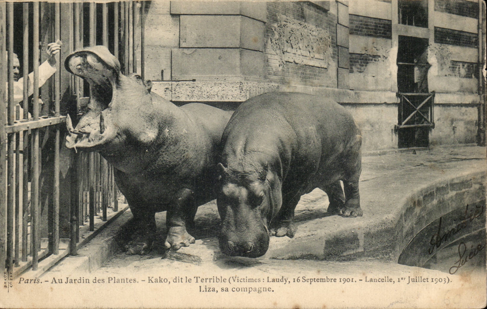 Paris - 5 - Jardin des Plantes - kako dit le Terrible Victime 1901 et 1903 et Liza - Hippopotame - CPA 