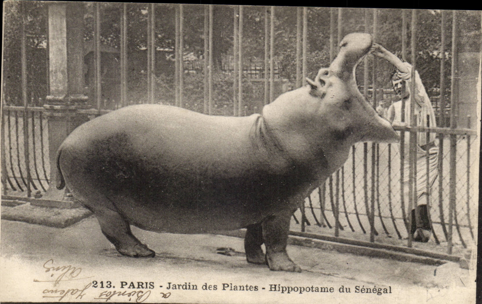 Paris - 5 - Jardin des Plantes - Hippopotame de Senegal - CPA 