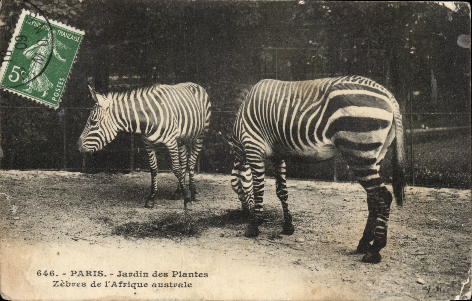 Paris - 5 - Jardin des Plantes - Zebras de L'Afrique australe - CPA 