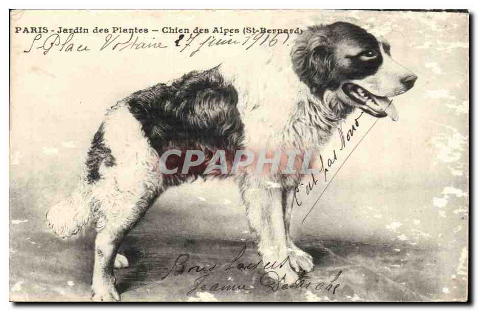 Paris - 5 - Jardin des Plantes - Chien des Alpes - St Bernard - dog - CPA 