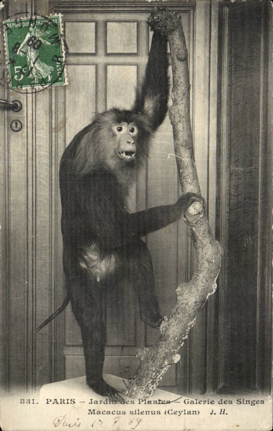 Paris - 5 - Jardin des Plantes - Galerie des Singes - Macacus silenus - Ceylan - monkey - CPA 