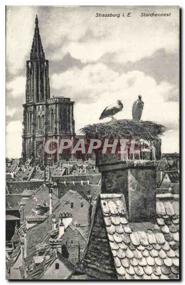 Strasbourg CPA Storchennest Nid de cigognes