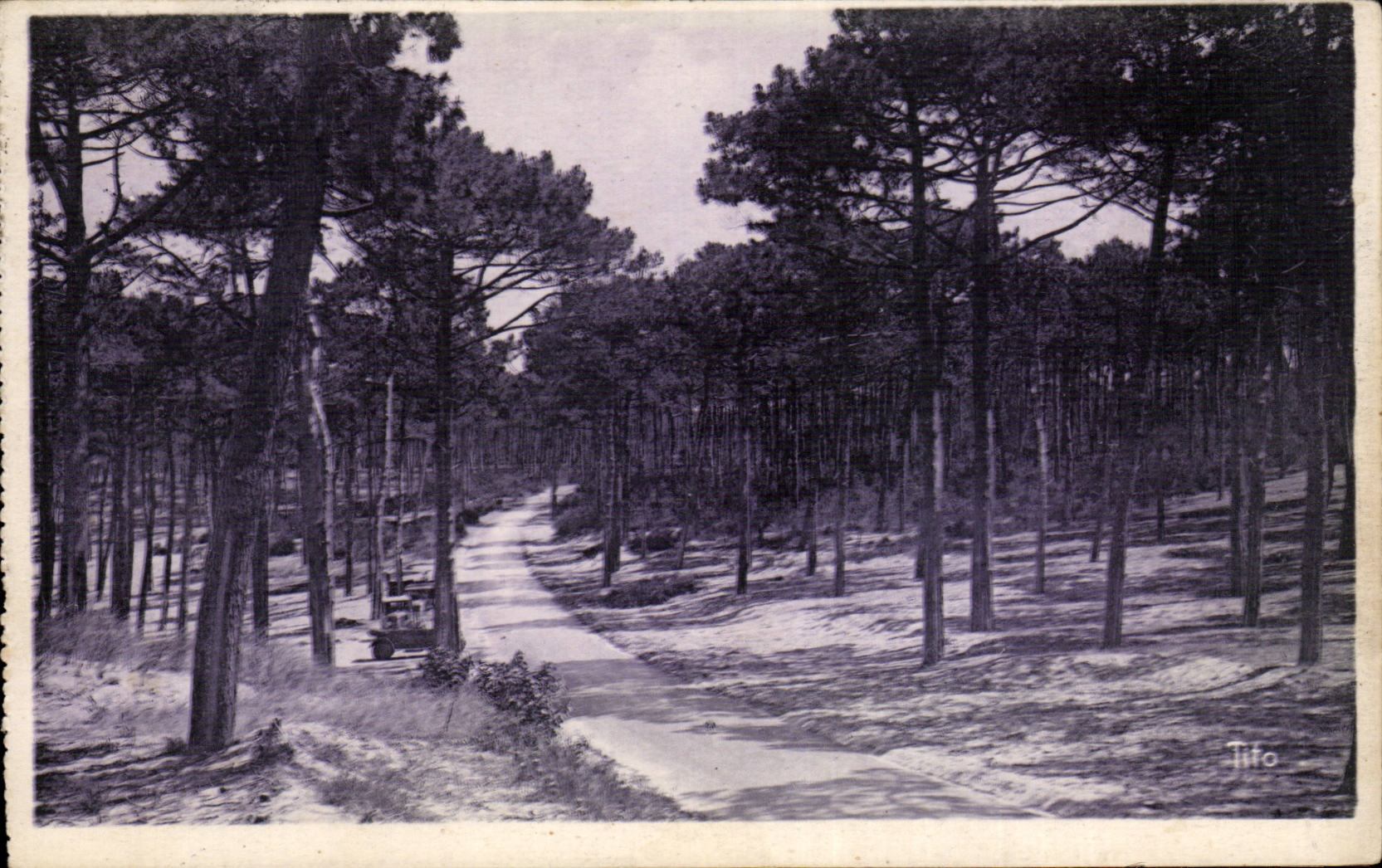 Forêt de pins — Route sinueuse — Tifo