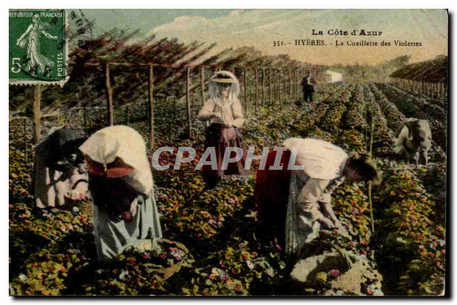 La Côte d'Azur - Hyères - La Cueillette des Violettes