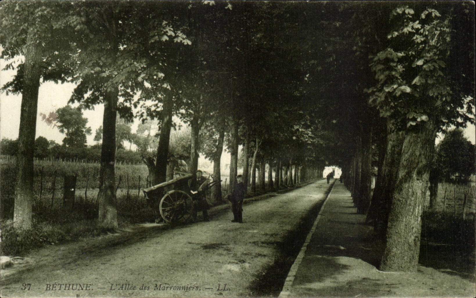 Bethune - L'Allee des Marronniers - Chesnut Trees - CPA 