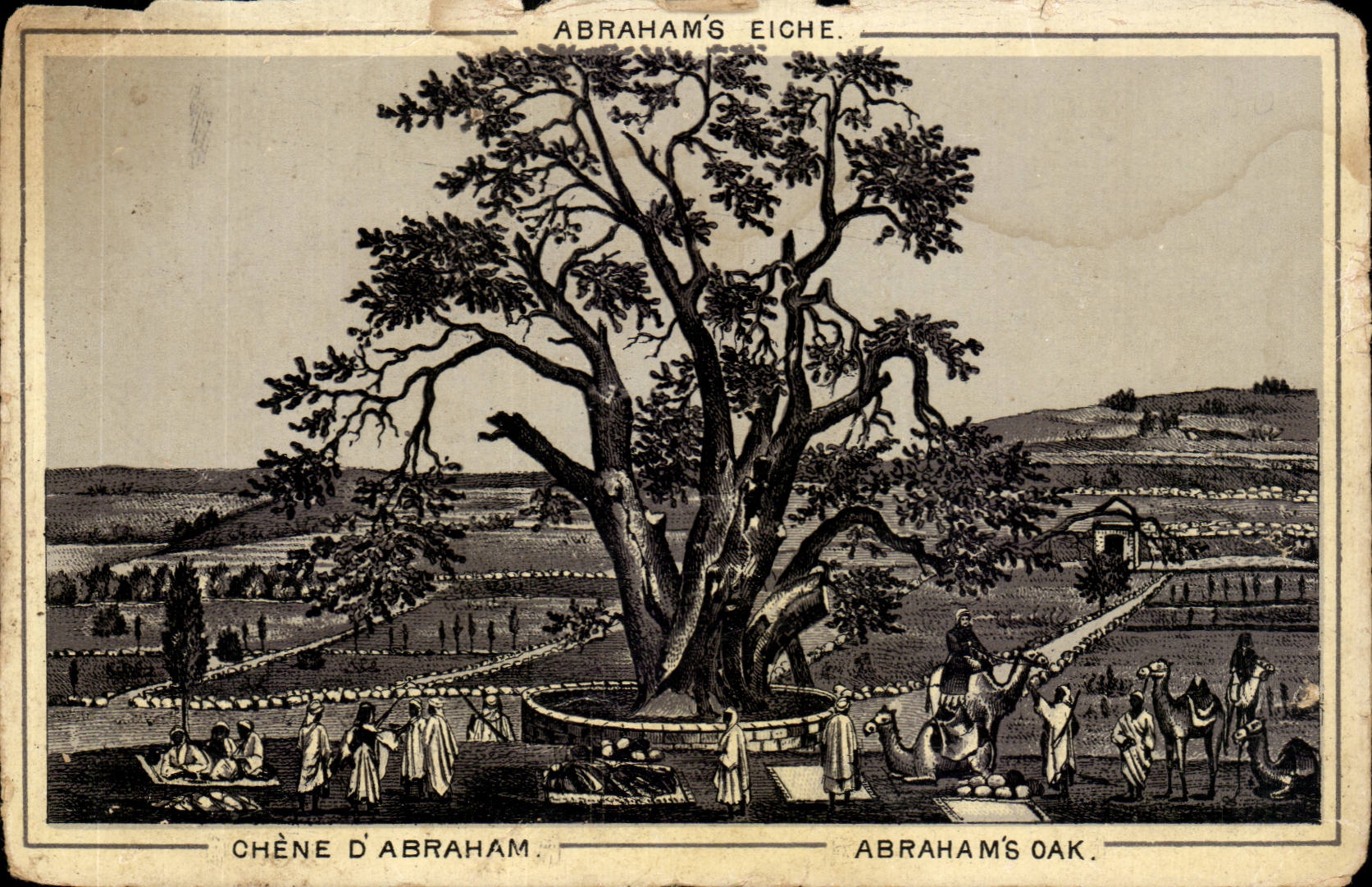 Israel - Mamre - Abraham's Oak - Abraham's Eiche - Chene d'Abraham - Camel CPA 
