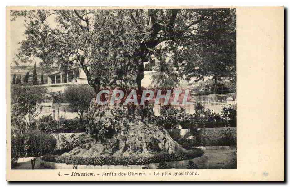 Israel - Jerusalem - Jardin des Oliviers - Le Plus Gros Tronc CPA 