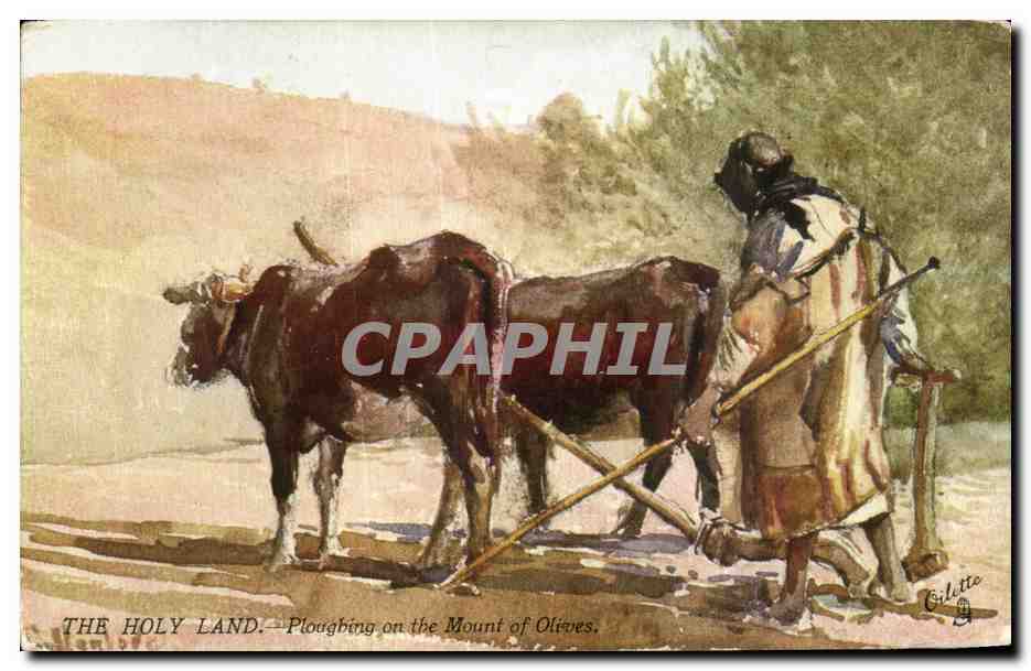 Israel - Jerusalem - The Holy Land - Poughing on the Mount Of Oives - Cow - Vache - CPA 