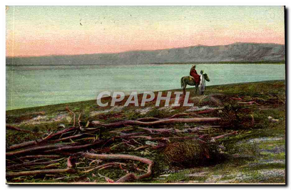 Israel - The Dead Sea - La Mer Morte - Todes Meer - Cheval - Horse - CPA 