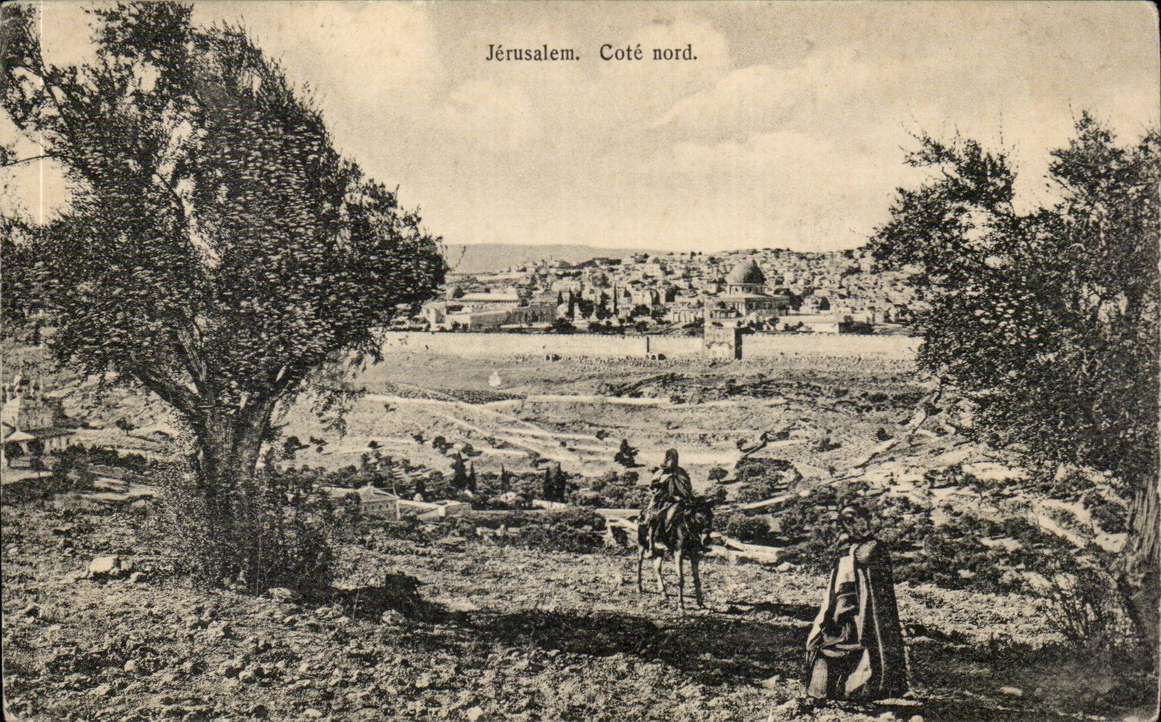 Israel - Jerusalem - Cote Nord - Cheval - Horse CPA 