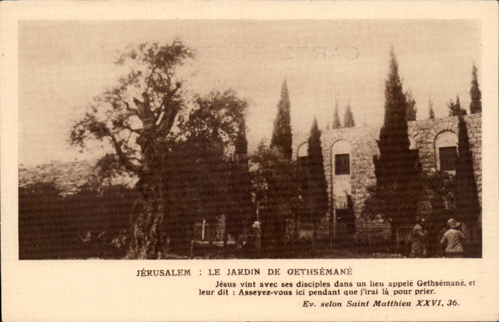 Israel - Jerusalem - Le Jardin de Gethsemane - CPA 