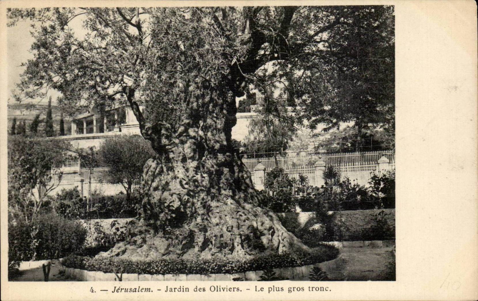 Israel - Jerusalem - Jardin des Oliviers - Le Plus gros Tronc - CPA 