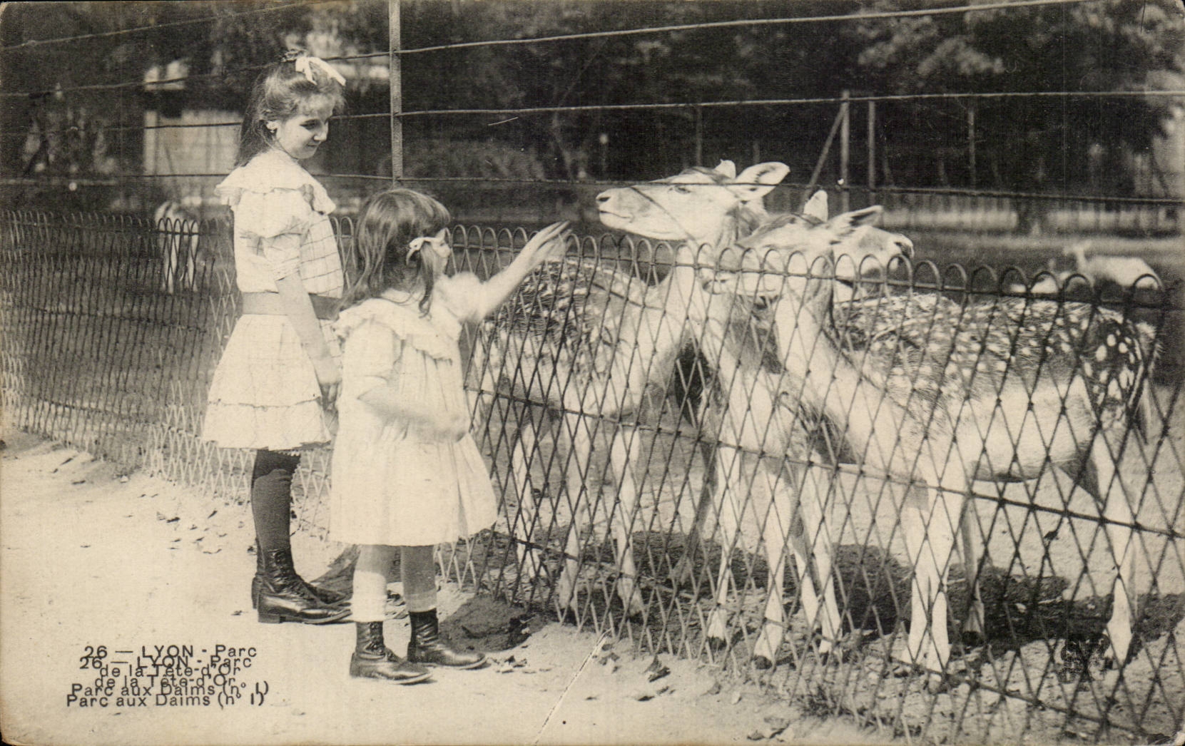 Lyon - Parc de la Tete d'Or - Enfant - foan - fawn - deer - - CPA 