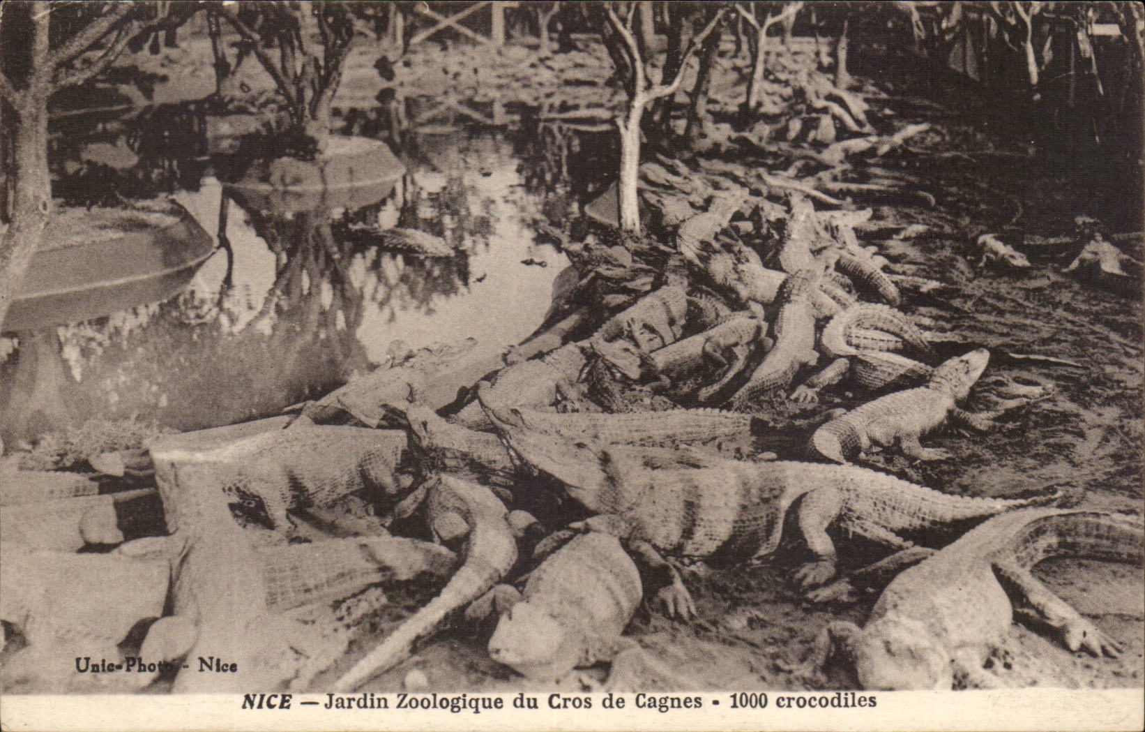 Nice - Jardin Zoologique du Cros de Cagnes - 1000 Crocodiles - - CPA 
